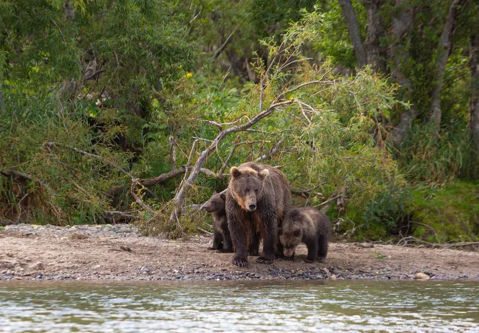 15. The Kamchatka Peninsula (Image Credits: Pexels)