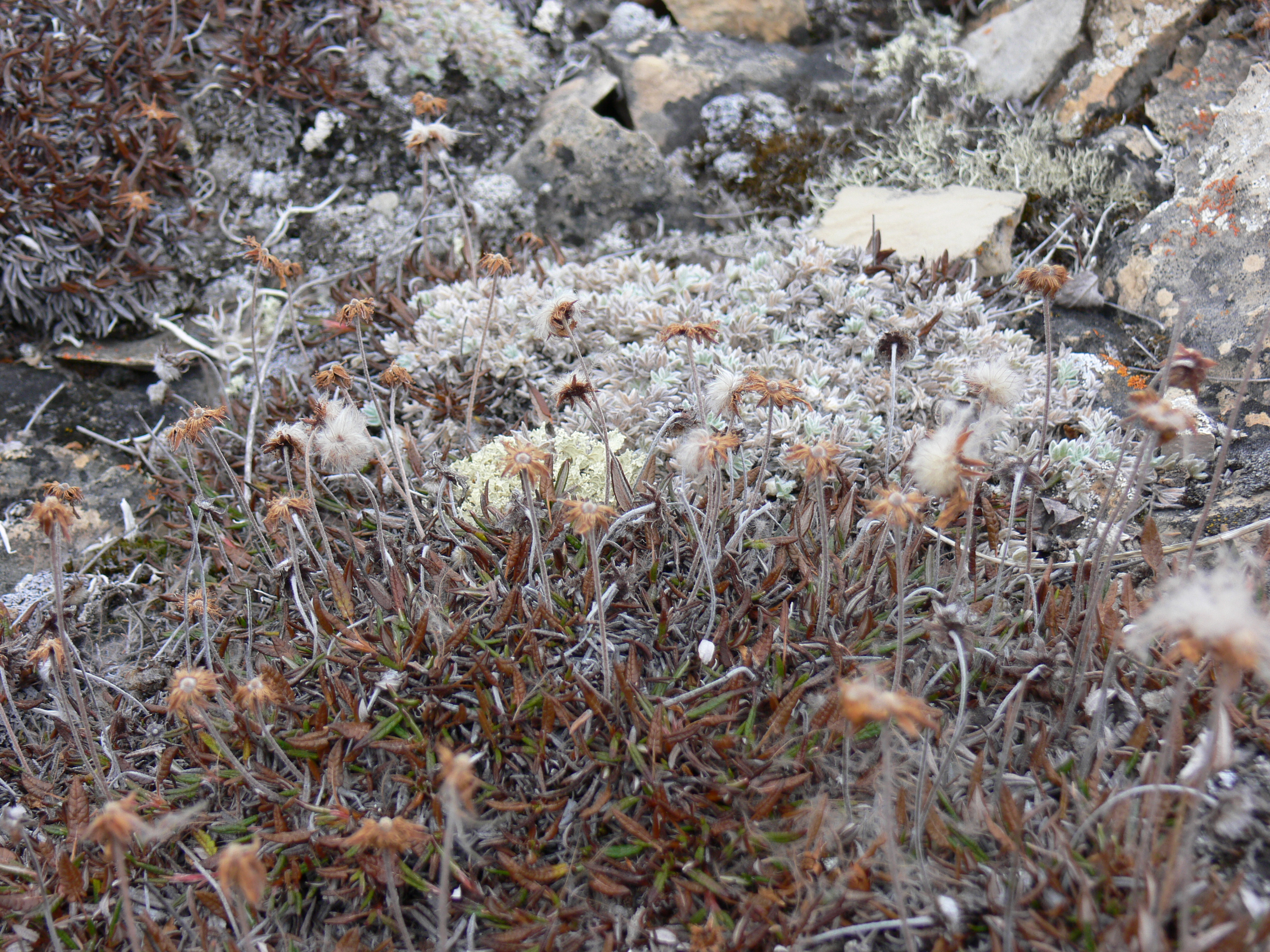 Arctic Regions See Unexpected Economic Benefits (image credits: wikimedia)