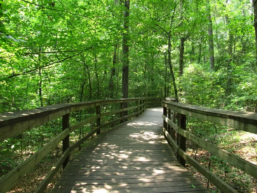 Congaree National Park (Ken Lund, Flickr, CC BY-SA 2.0)