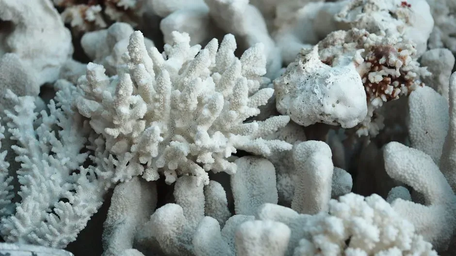 4. The Coral Triangle (Image Credits: Pexels)