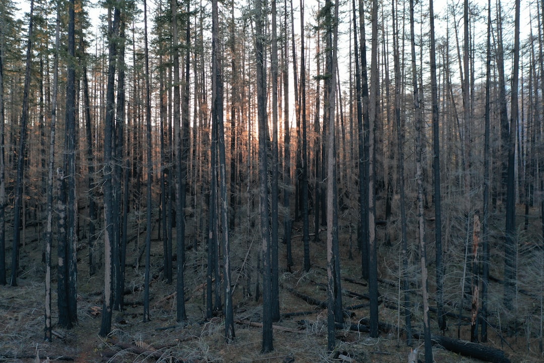 Boreal Forest Carbon Release Shocked Climate Scientists (image credits: unsplash)