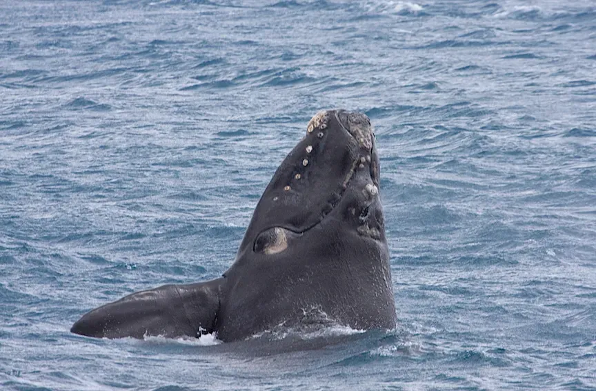 3. Southern right whale (Eubalaena australis) (Southern Right Whale (Eubalaena australis), CC BY-SA 2.0)