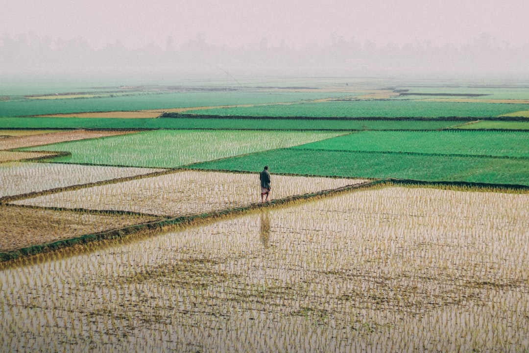Rice Fields Breathing with the Rhythm of Rainfall (image credits: unsplash)