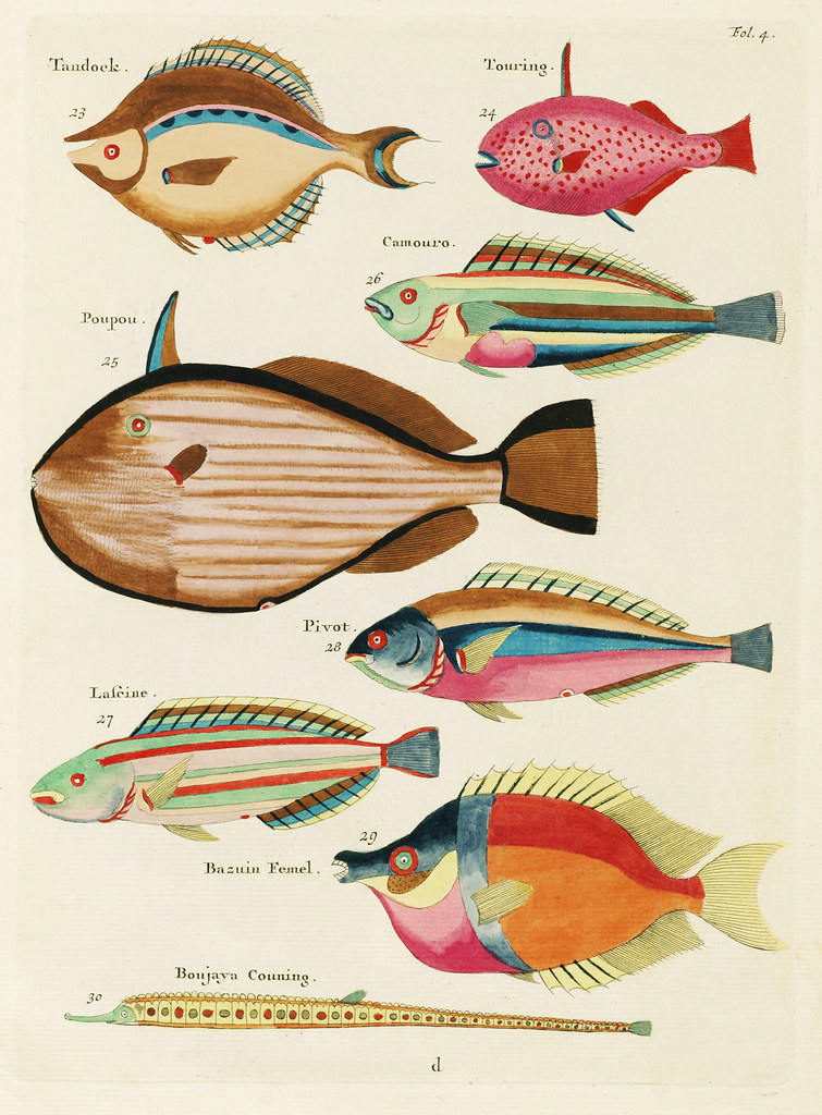 Ancient Australia's Underwater World (image credits: flickr)