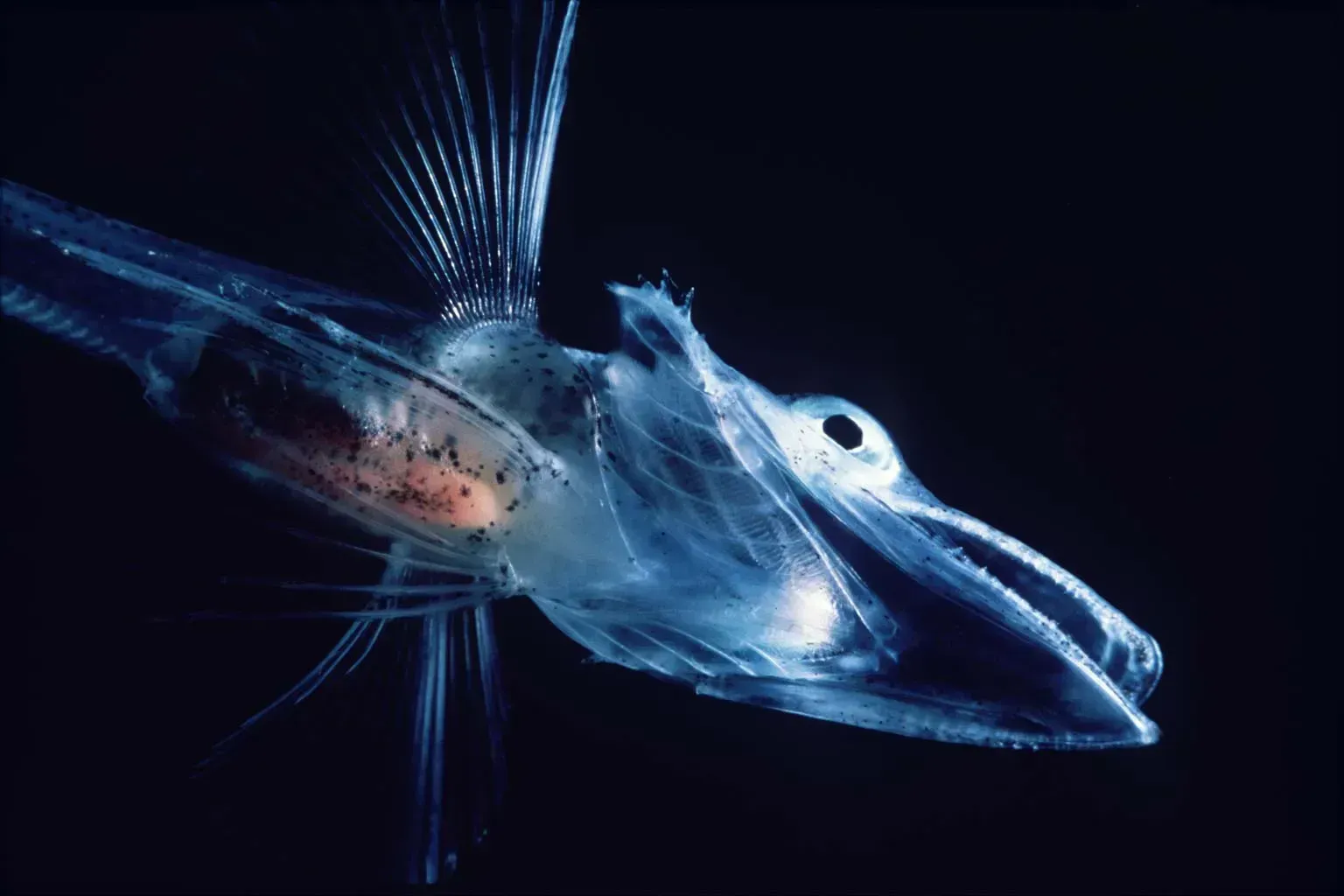 The Icefish: Surviving Without Hemoglobin in Frigid Seas (Image Credits: By user:uwe kils, CC BY-SA 3.0)