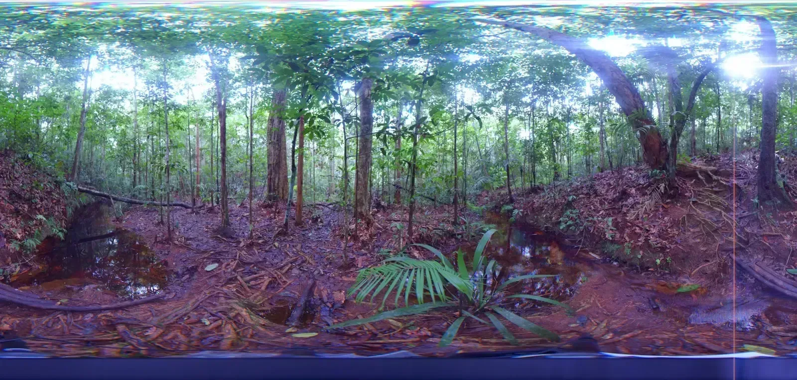 8. Flávia Costa – Rethinking Which Parts of the Forest Might Survive Drought (By James Martins, CC BY 3.0)