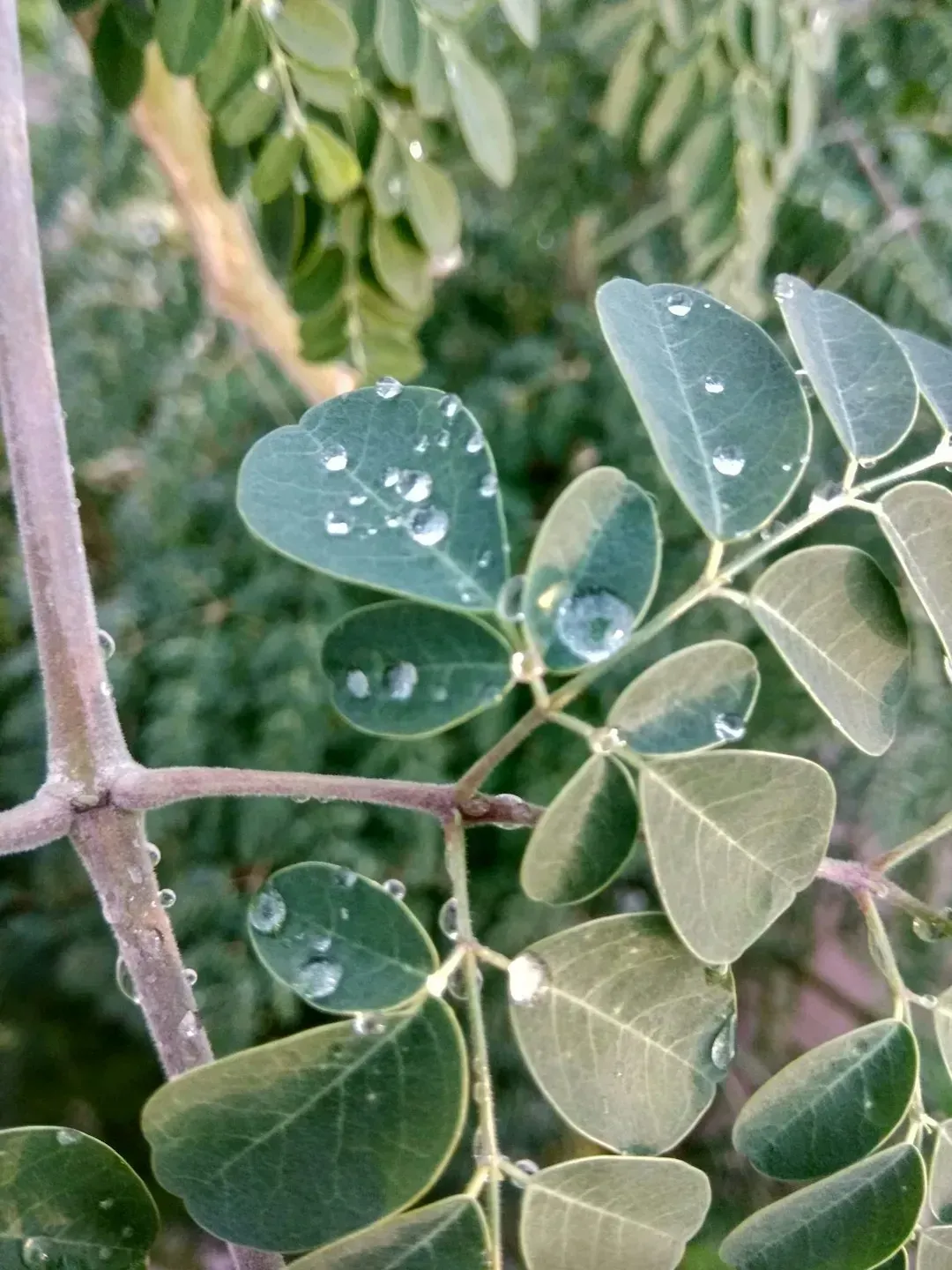 Comparing Moringa to the Chemical Standard (Image Credits: Unsplash)