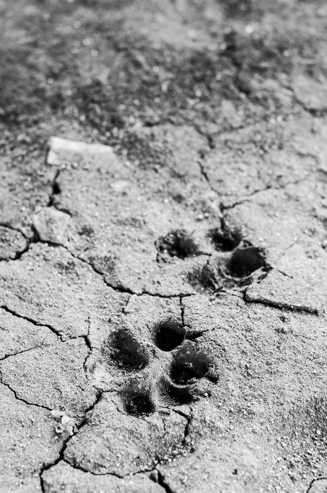 Industrial Agriculture Destroys Soil Organic Matter (image credits: unsplash)