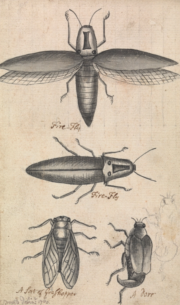 Children Becoming Firefly Scientists (image credits: rawpixel)