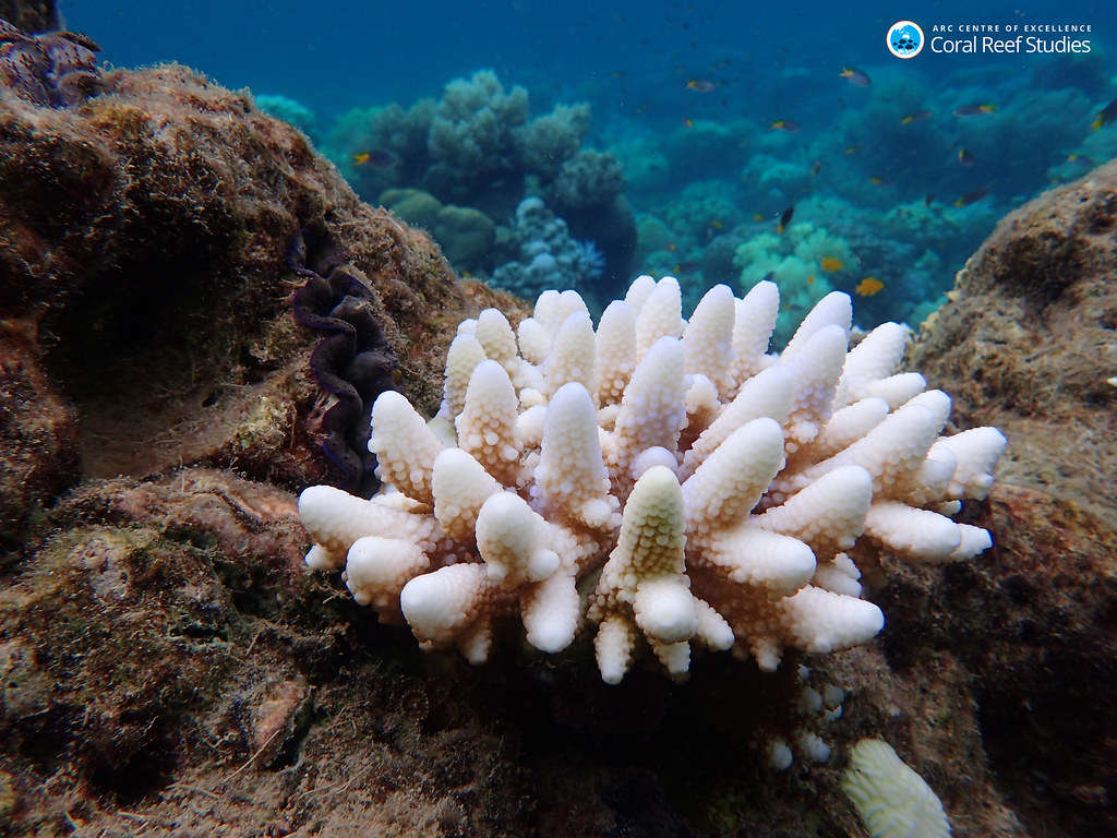 Record-Breaking Global Bleaching Event Now Underway (image credits: flickr)