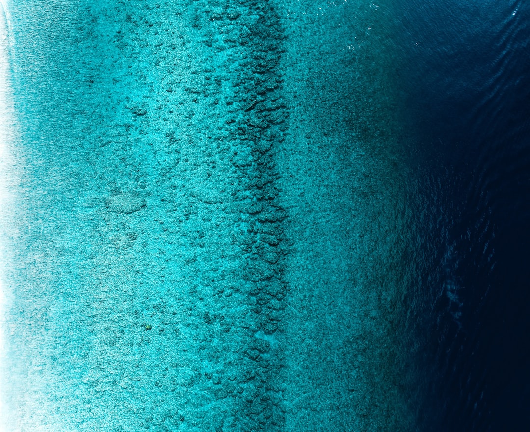 The Oceanic Carbon Crisis (image credits: unsplash)