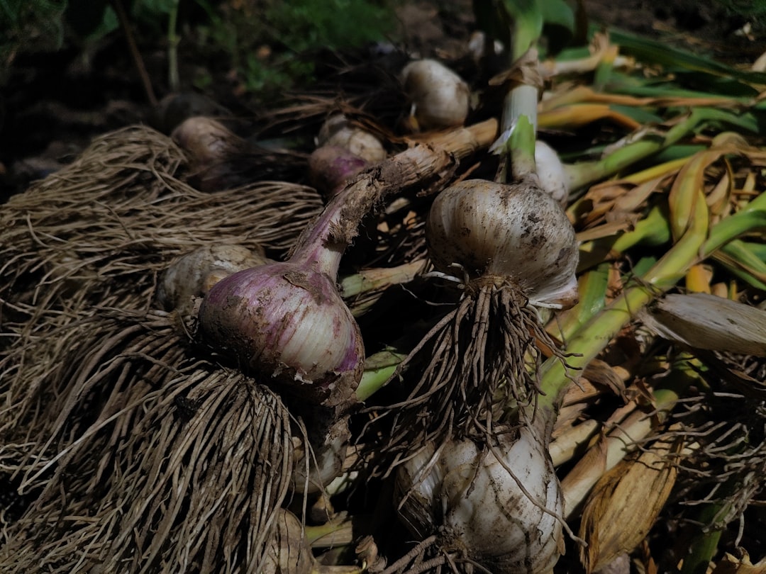The Economics of Soil Health and Climate Resilience (image credits: unsplash)