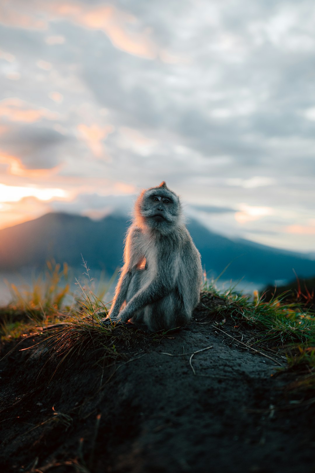 Changes in Animal Behavior Around Volcanoes (image credits: unsplash)