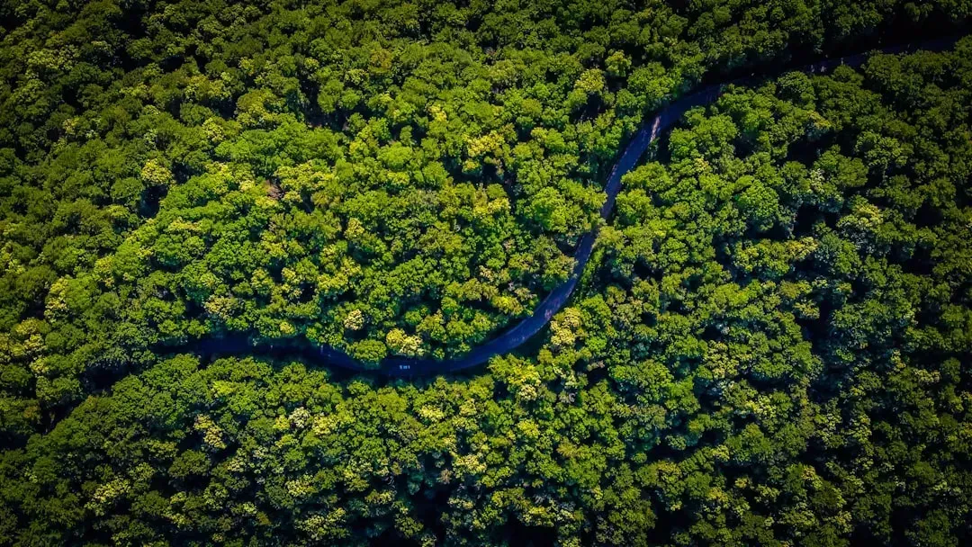 2. Antônio Nobre – The Man Who Named the Flying Rivers (Image Credits: Unsplash)