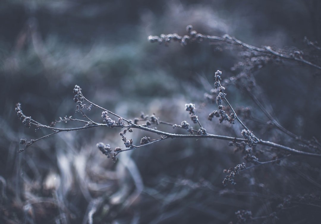 Spring Frost Frequency Changes (image credits: unsplash)