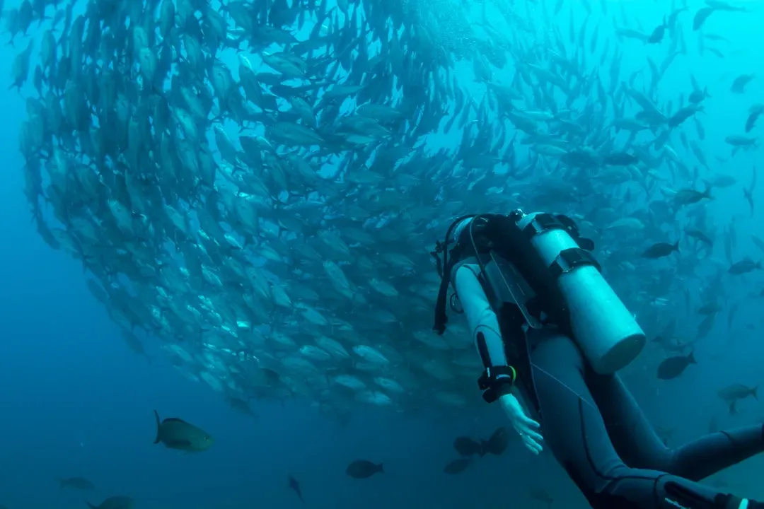 Cabo Pulmo, Mexico: a reef that refused to stay barren (Image Credits: Unsplash)