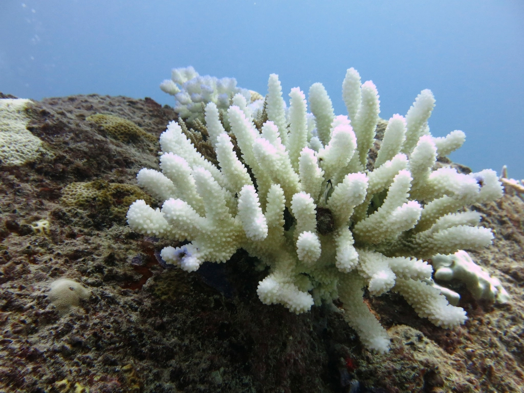 Coral Reefs: A Warning and a Shield (image credits: rawpixel)
