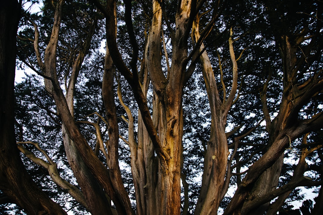The Tasmanian Clone Colony - Huon Pine (image credits: unsplash)