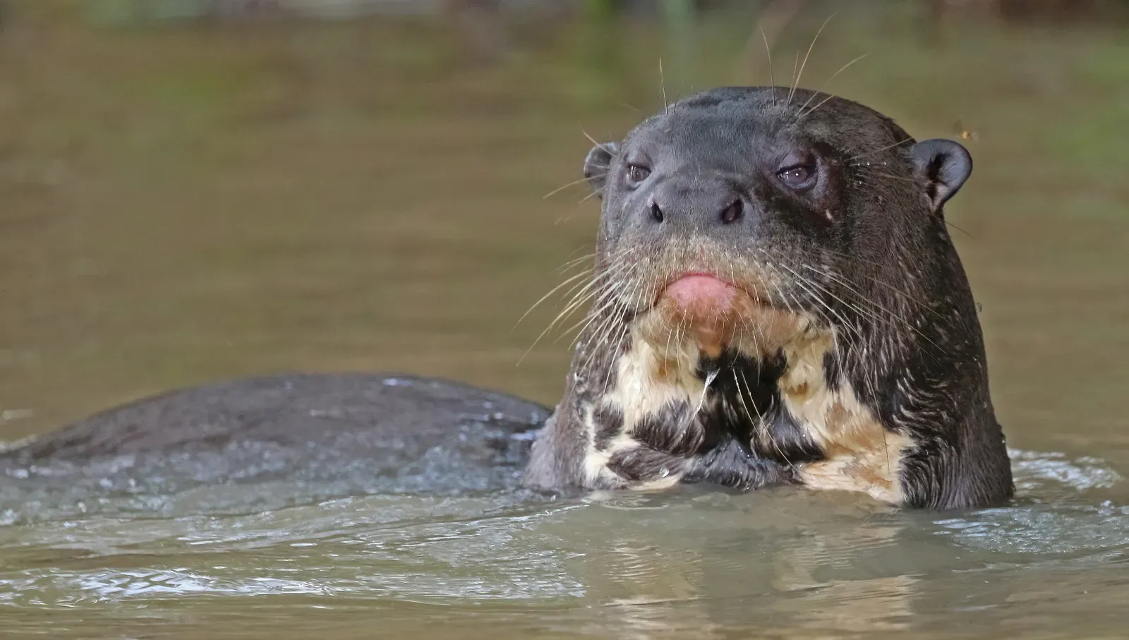 1. Giant Otter: Driven From the Rivers That Once Echoed With Its Calls (Own work, from Sharp Photography, sharpphotography.co.uk, CC BY-SA 4.0)