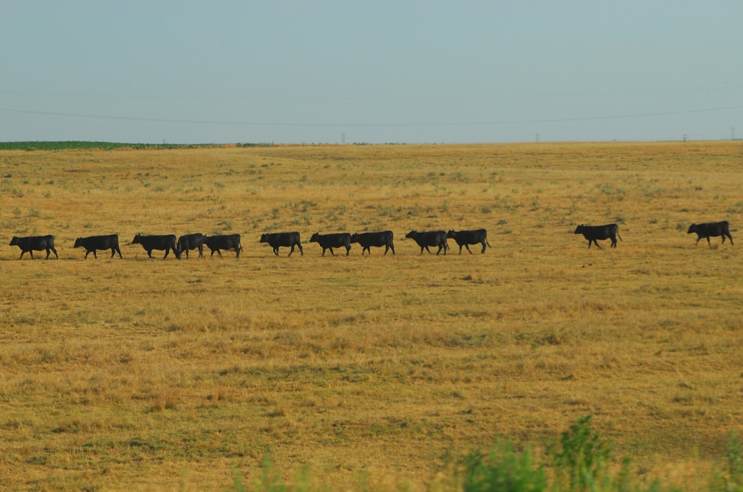 Ogallala Aquifer: America’s Drying Breadbasket (image credits: unsplash)