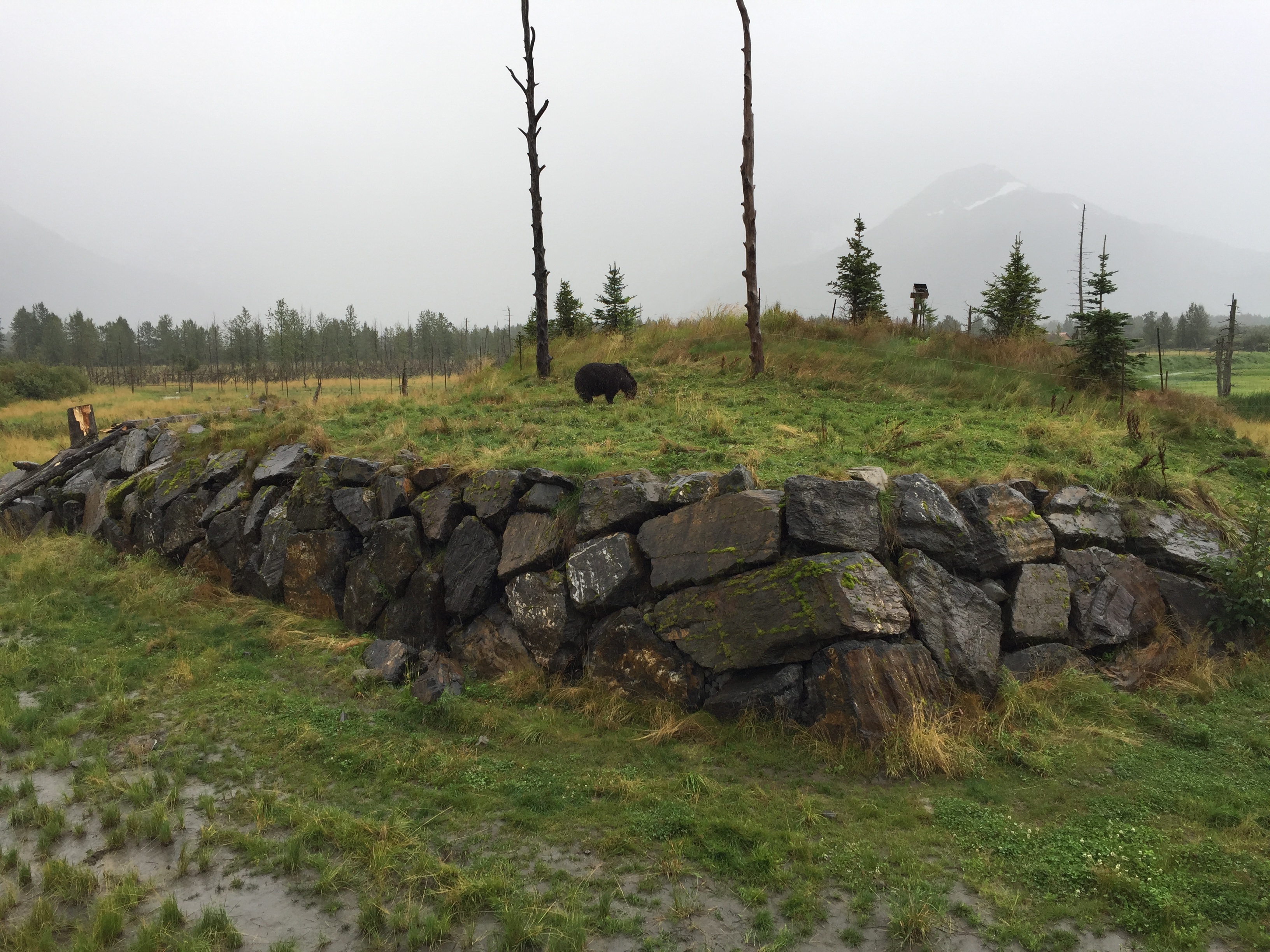 Conservation Success or Management Challenge? (image credits: By Sunnya343, CC BY-SA 4.0, https://commons.wikimedia.org/w/index.php?curid=50679209)