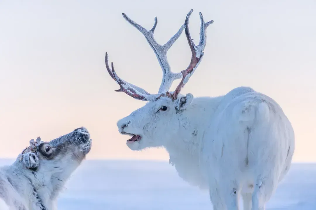 The Caribou: Built for Year-Round Arctic Living (Image Credits: Unsplash)