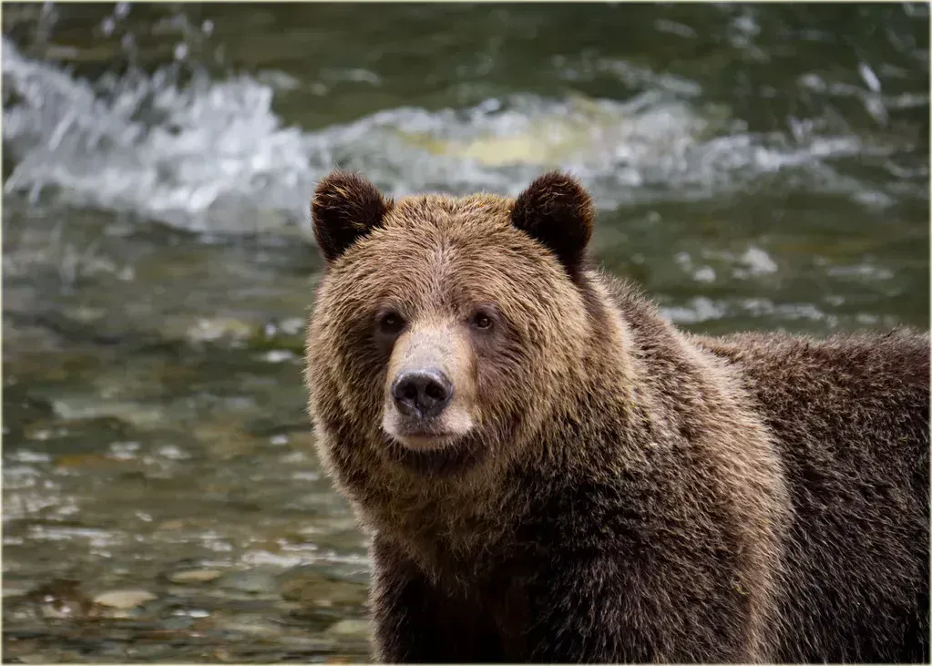 Hibernation Disrupted: Bears, Bats, and the Warmth Trap (marneejill, Flickr, CC BY-SA 2.0)