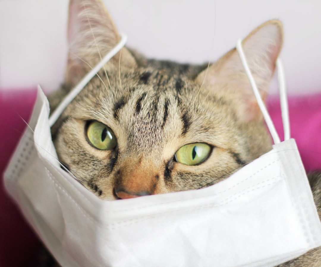 “Cat’s Out of the Bag” Baffles Listeners (image credits: unsplash)