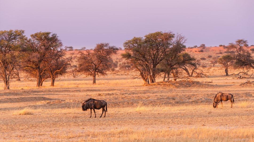 Kalahari Desert Defies Traditional Desert Rules (image credits: unsplash)