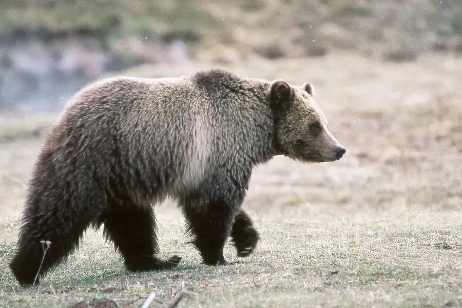 Historical Context of Bear Fatalities (By NPS photo, Public domain)