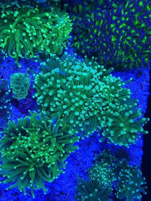 The Coral Reefs Nobody Expected to Be Connected (Image Credits: Pexels)