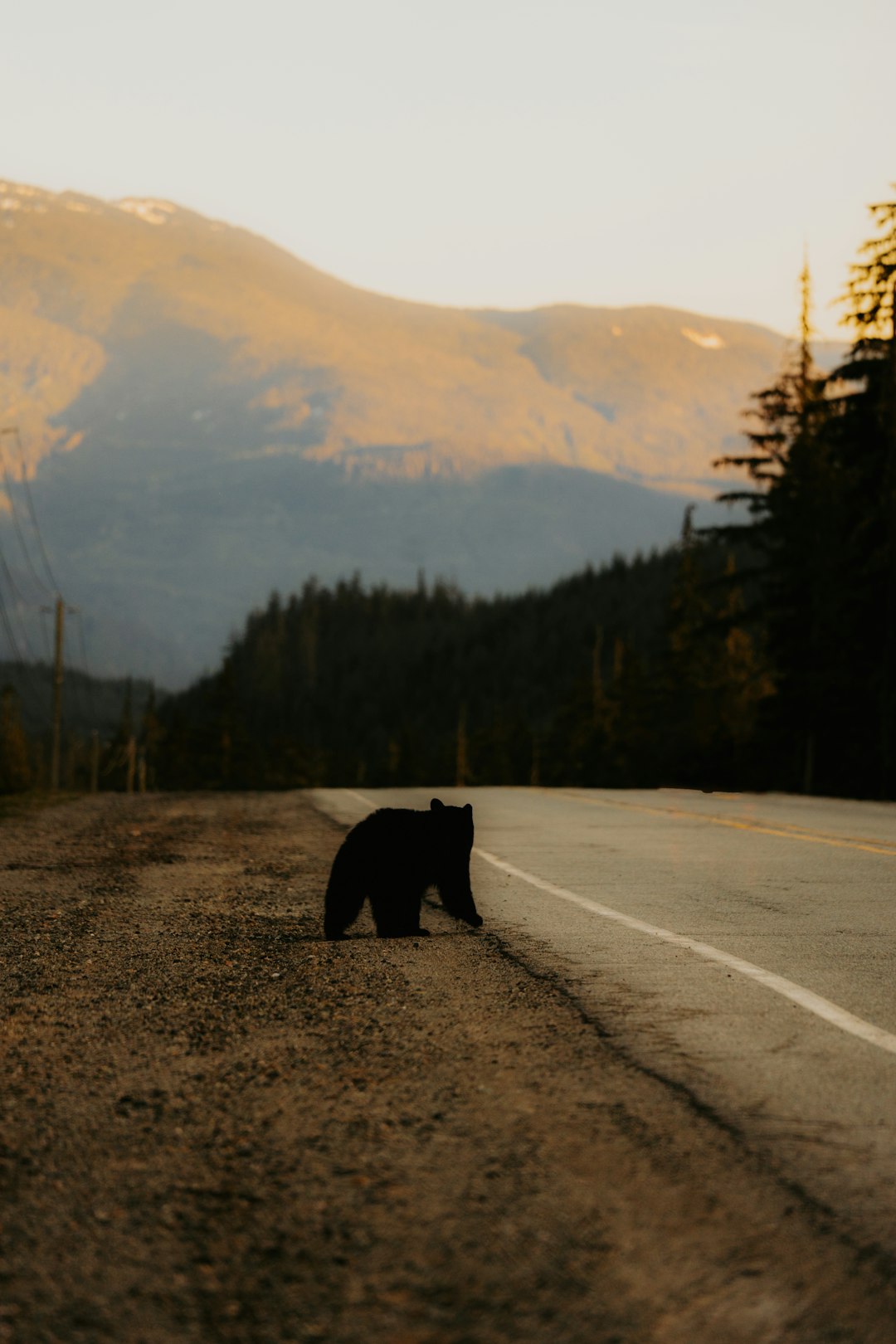 The Human-Bear Collision Crisis (image credits: unsplash)