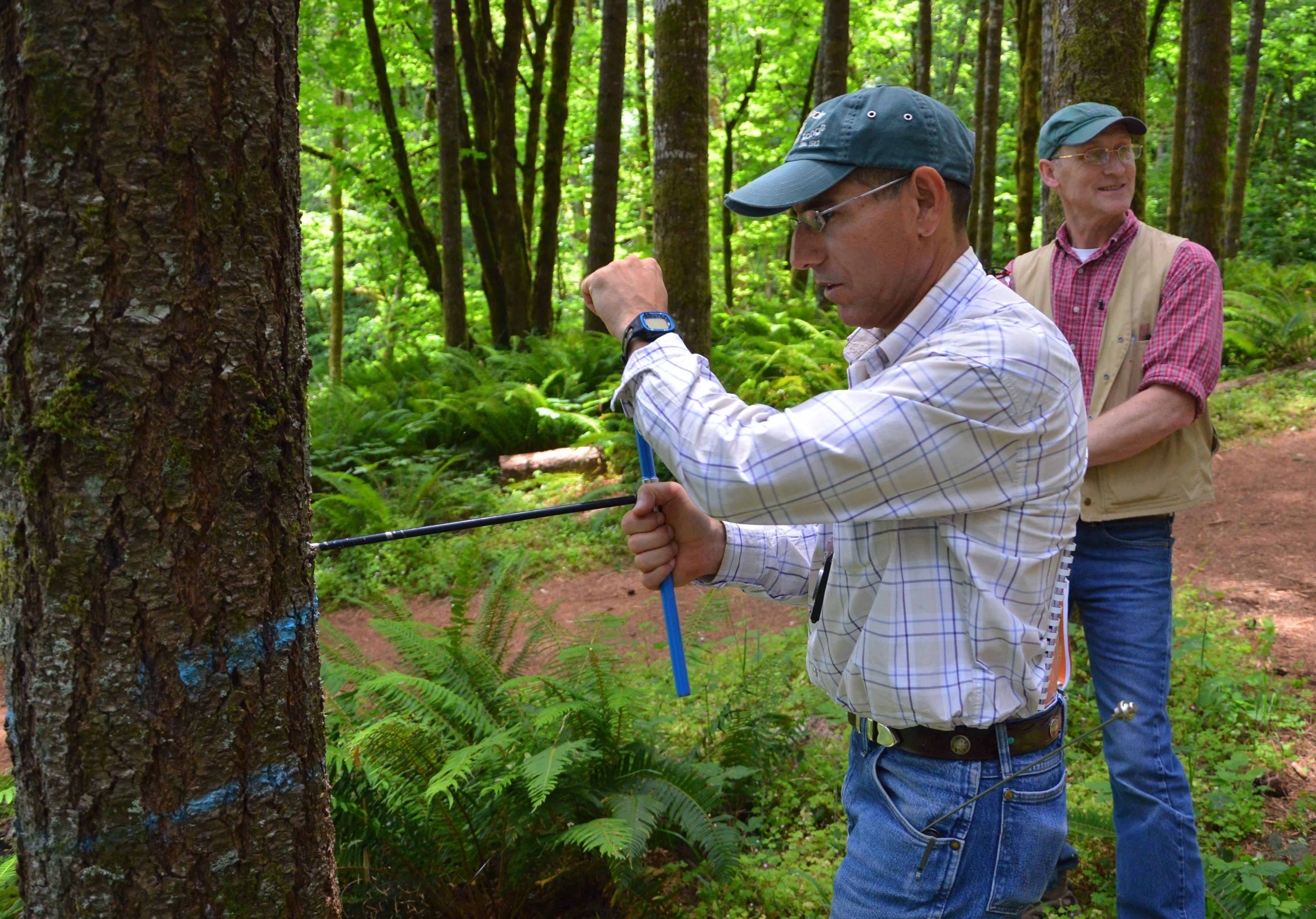 New Zealand: A Commitment to Reforestation (image credits: wikimedia)