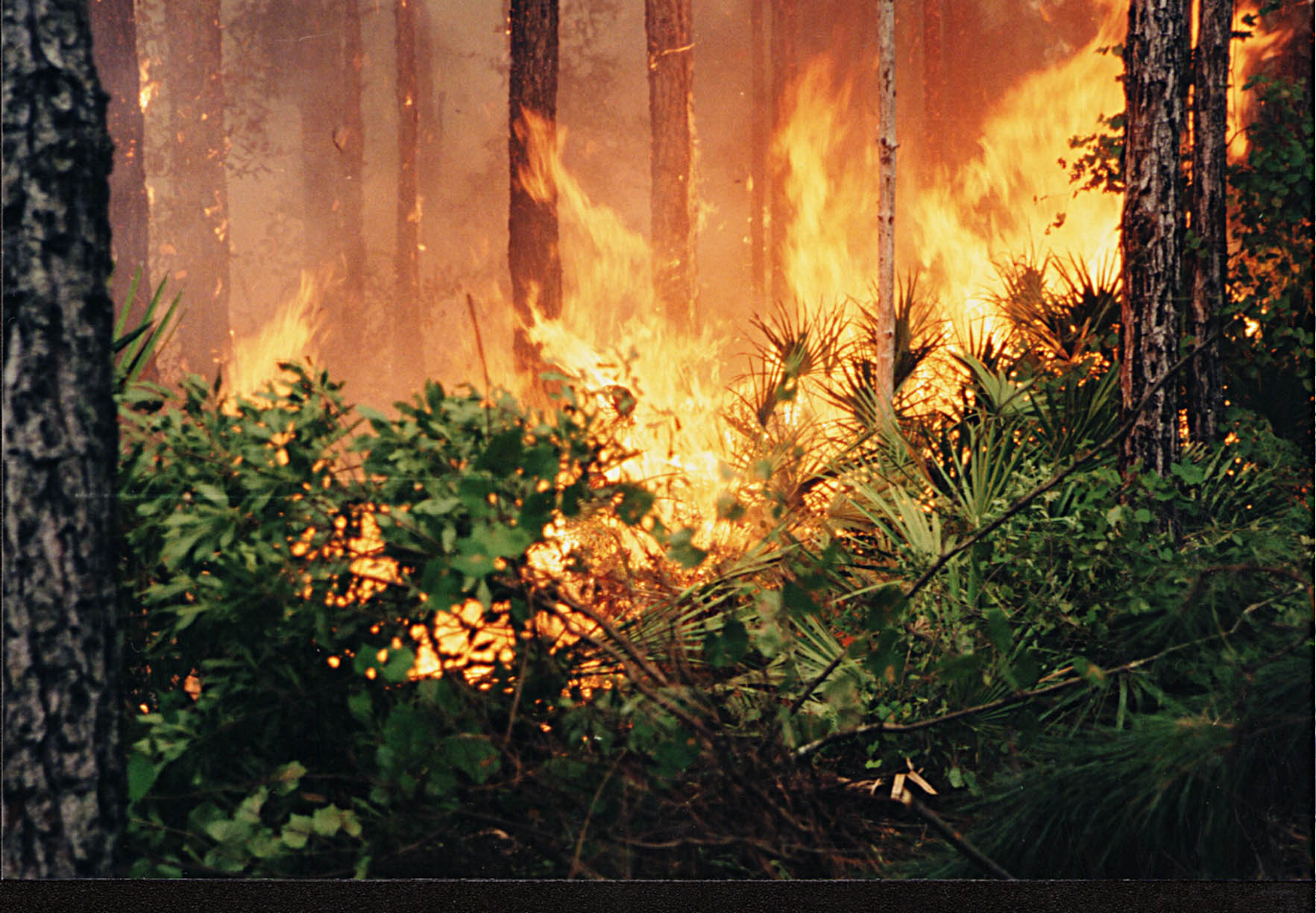Florida's Unexpected Drought Signals Raise Concerns (image credits: wikimedia)