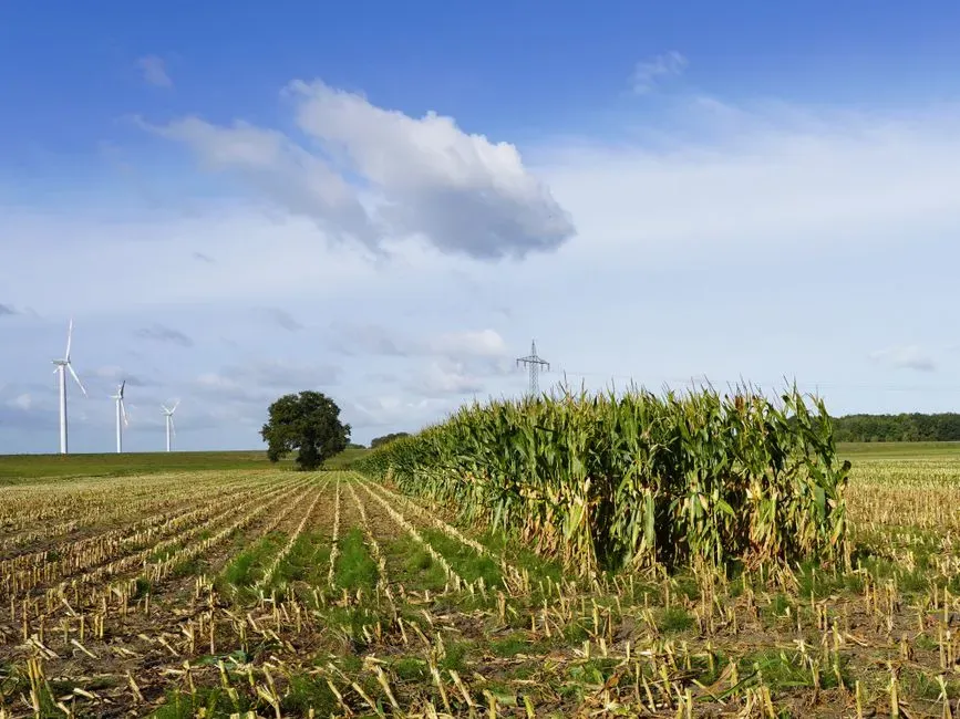 Corn belt heading north (Image Credits: Pexels)