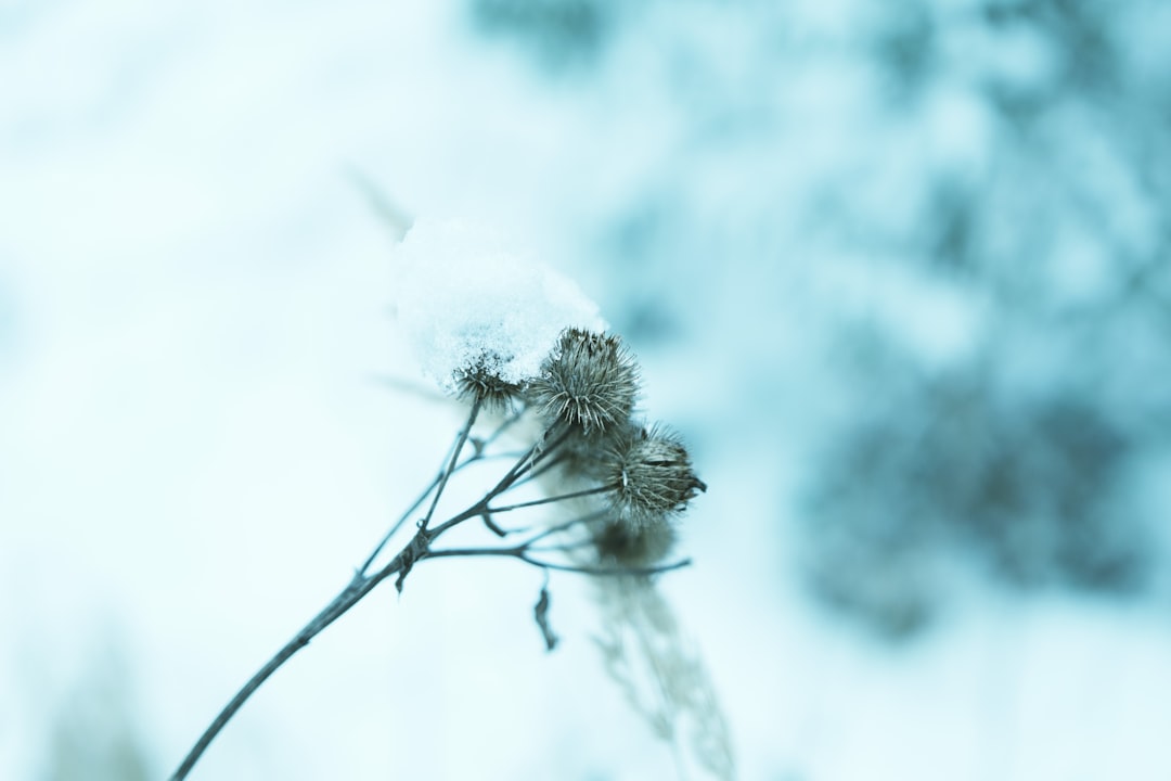 Fargo, North Dakota - The Northern Plains Wind Warrior (image credits: unsplash)