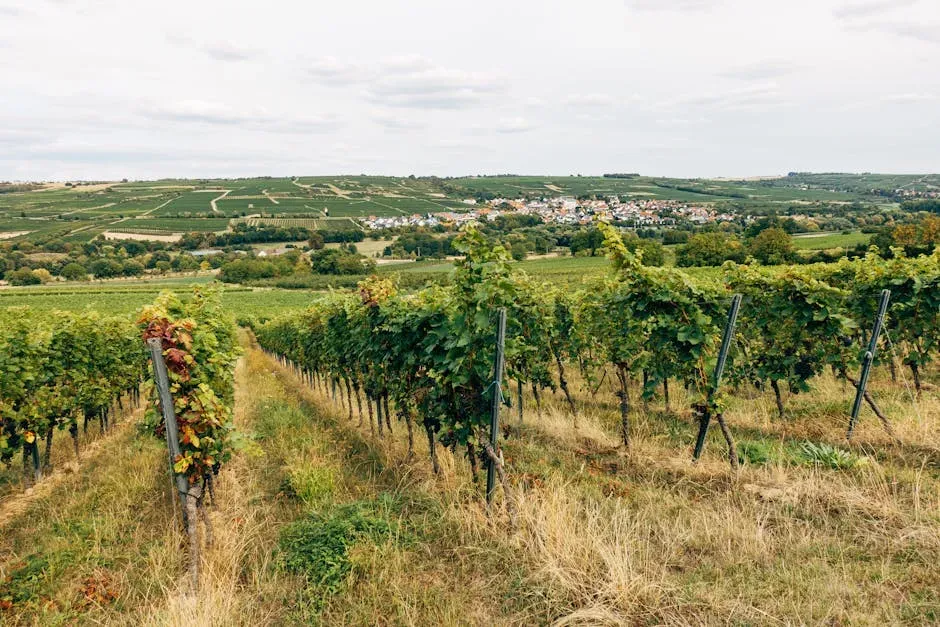 5. Scandinavia: Where Vineyards Are Replacing Snowfields (Image Credits: Pexels)