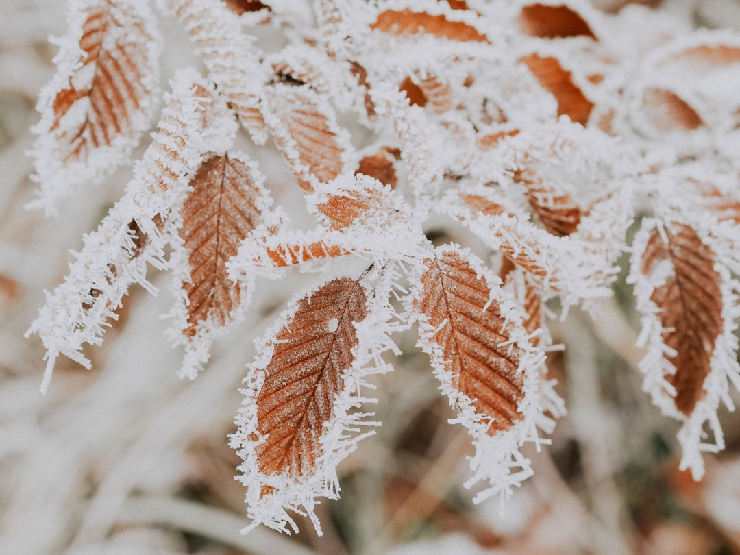 False Spring Phenomenon (image credits: unsplash)