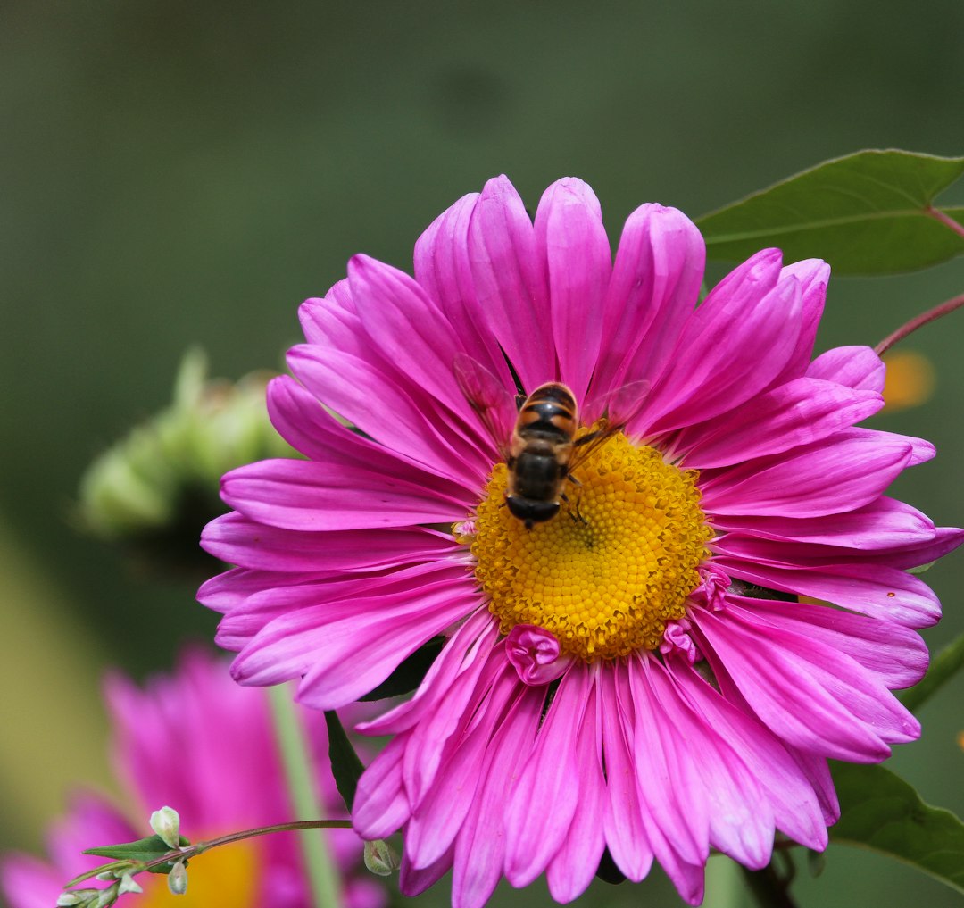 Climate Change: Disrupting Nature's Perfect Timing (image credits: unsplash)