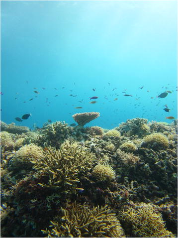 The Critical Role of Reef Structure Complexity (image credits: wikimedia)
