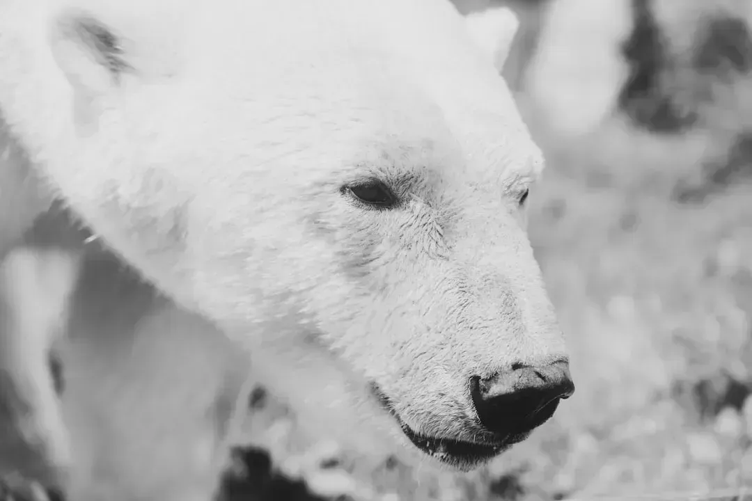 The Polar Bear: Built for Arctic Extremes (Image Credits: Unsplash)