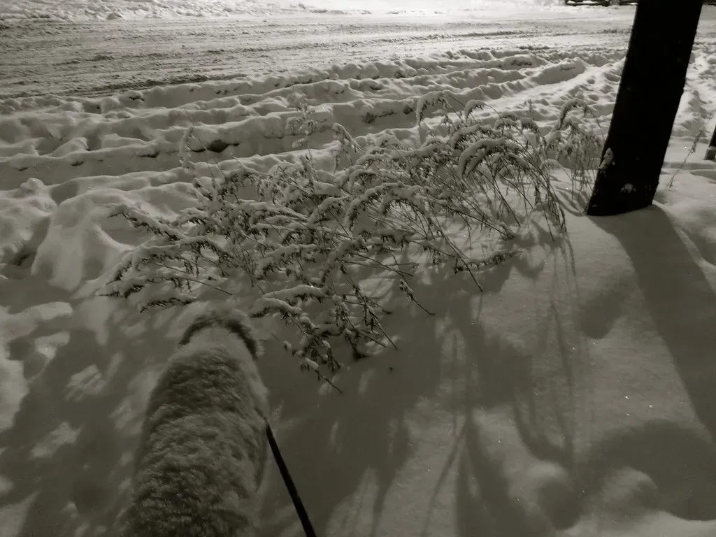 Climate Change and Polar Vortex Dynamics (danxoneil, Flickr, CC BY 2.0)