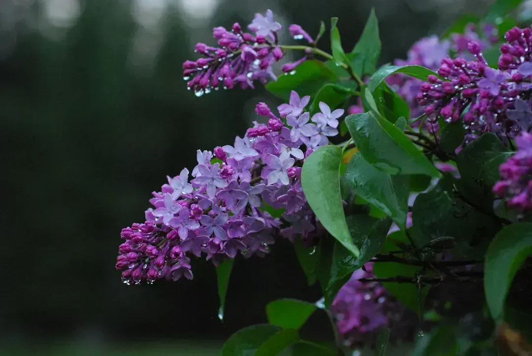 1. Lilacs (Image Credits: Unsplash)