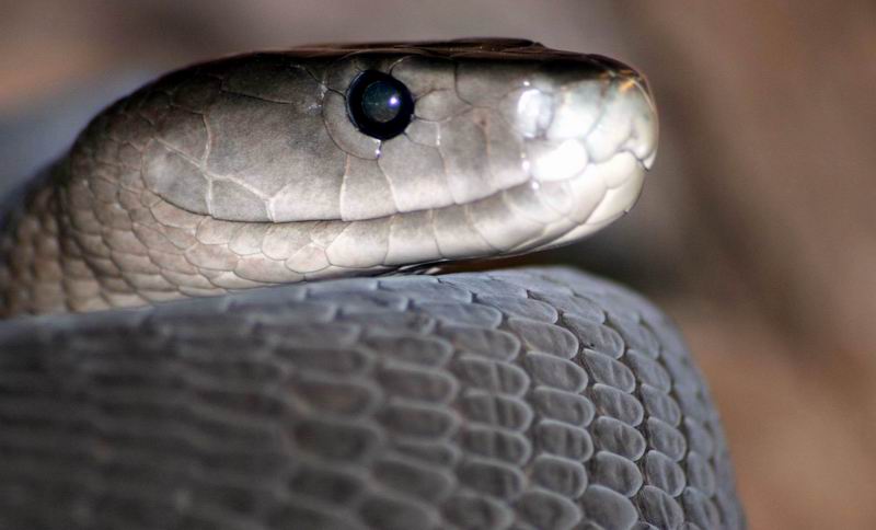 Black Mamba - Africa's Speed Demon (image credits: wikimedia)