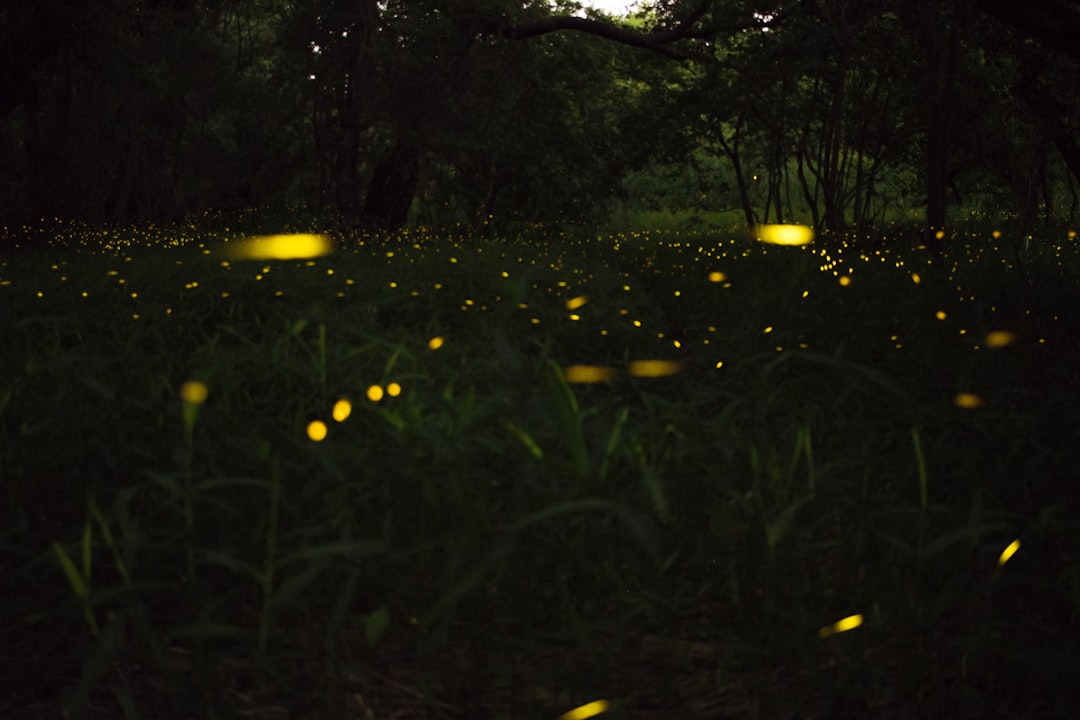 The Shocking Statistics Behind Nature's Vanishing Light Show (image credits: unsplash)