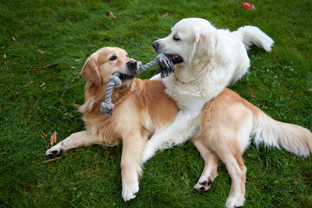 The Evolutionary Love Story Behind Your Dog Obsession (image credits: unsplash)