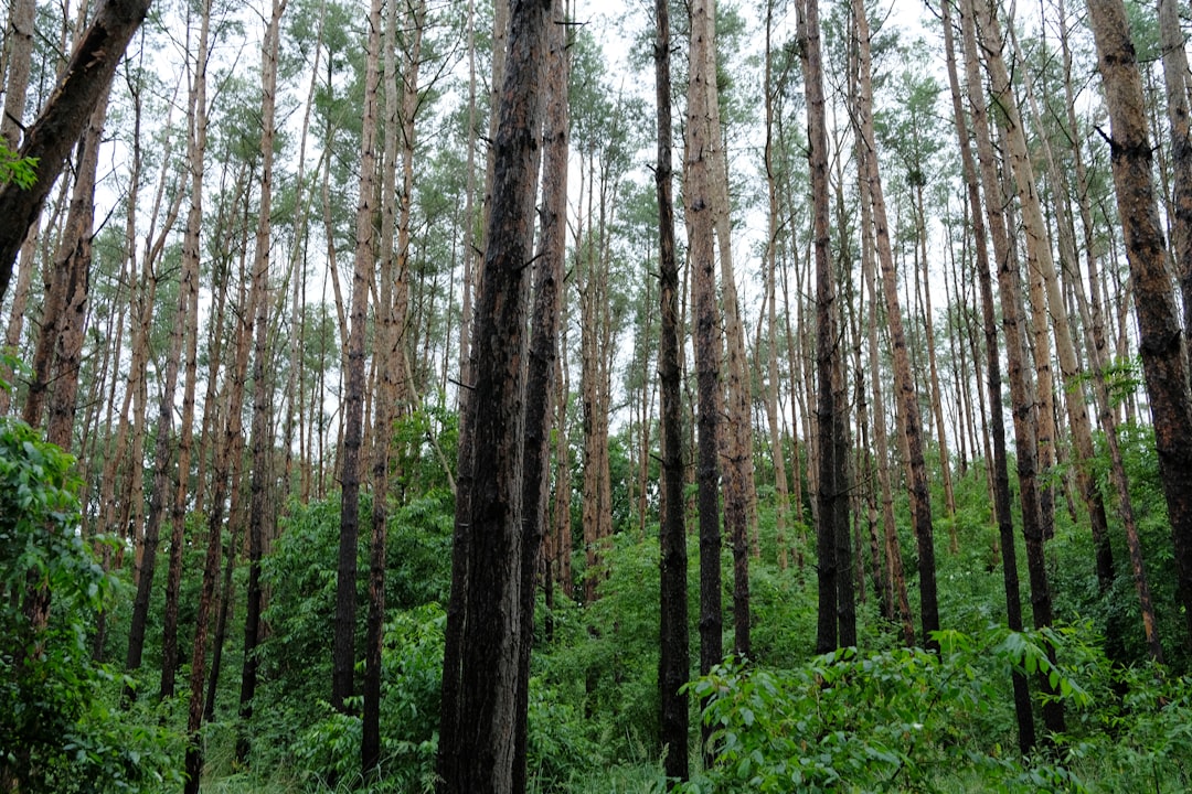 Climate Resilience Through Natural Solutions (image credits: unsplash)