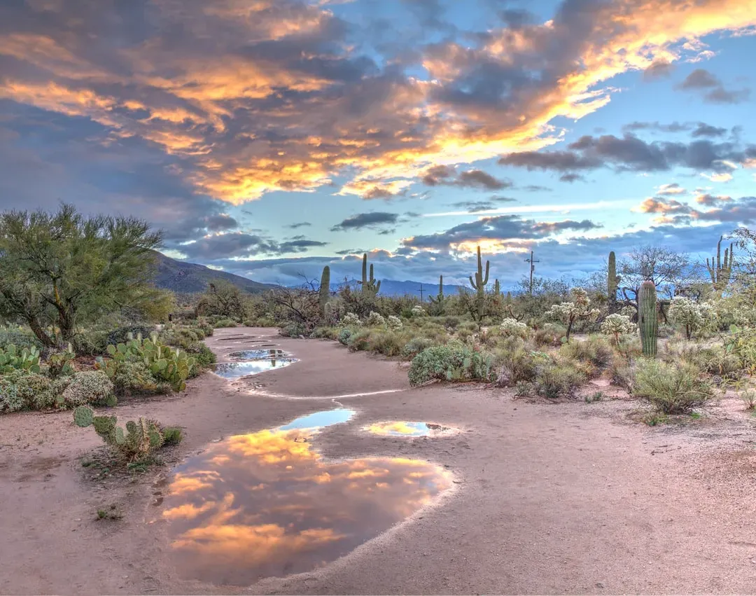Phoenix, Arizona (Image Credits: Unsplash)