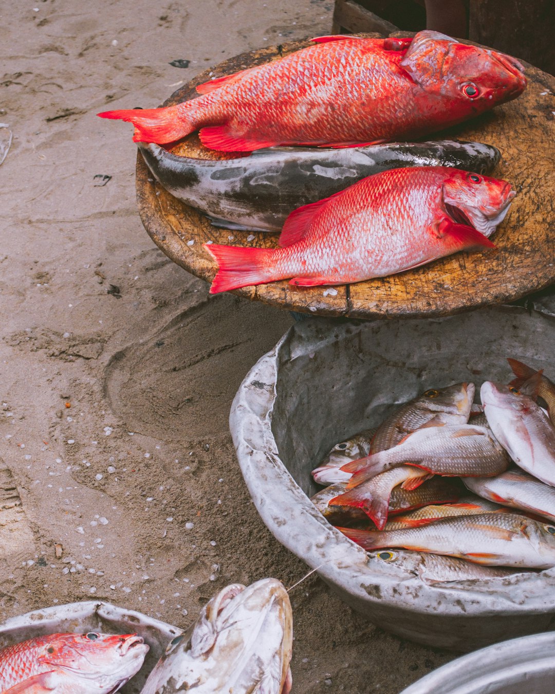 Climate Change Threatens Fish Recovery Everywhere (image credits: unsplash)