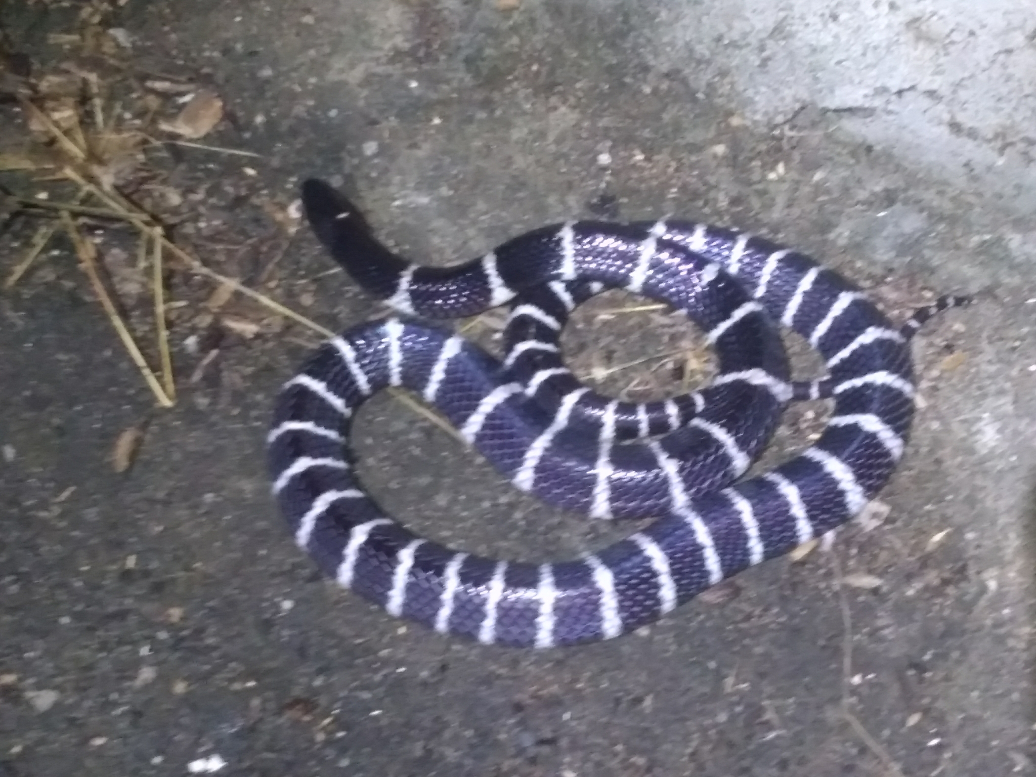 Many-Banded Krait - Asia's Silent Killer (image credits: wikimedia)